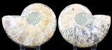 Cut & Polished Ammonite Fossil - Agatized #39504-1